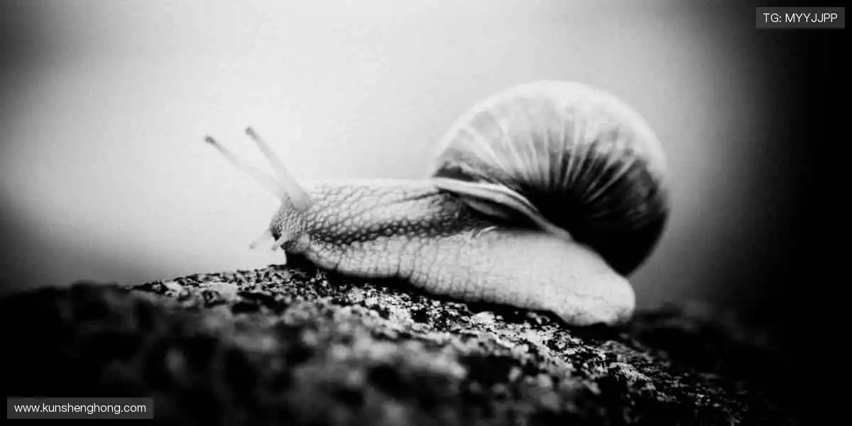 🏀巅峰对决，见证冠军诞生的荣耀瞬间！🏆